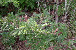 Image of Roemer's Indigo-Bush