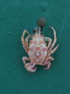 Image of shorthorn decorator crab
