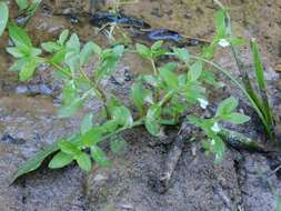 Image of yellowseed false pimpernel