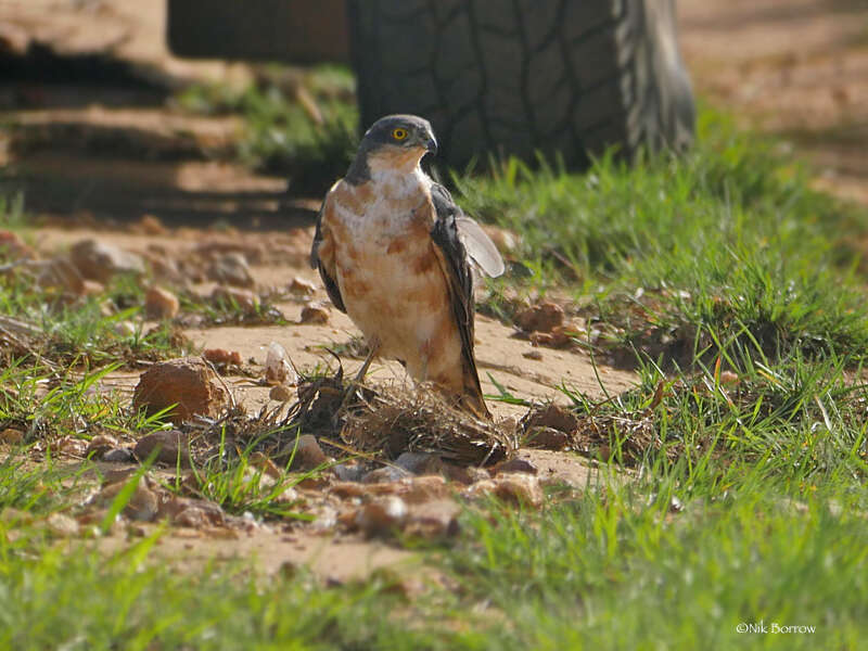 Image of Red-breasted Sparrowhawk