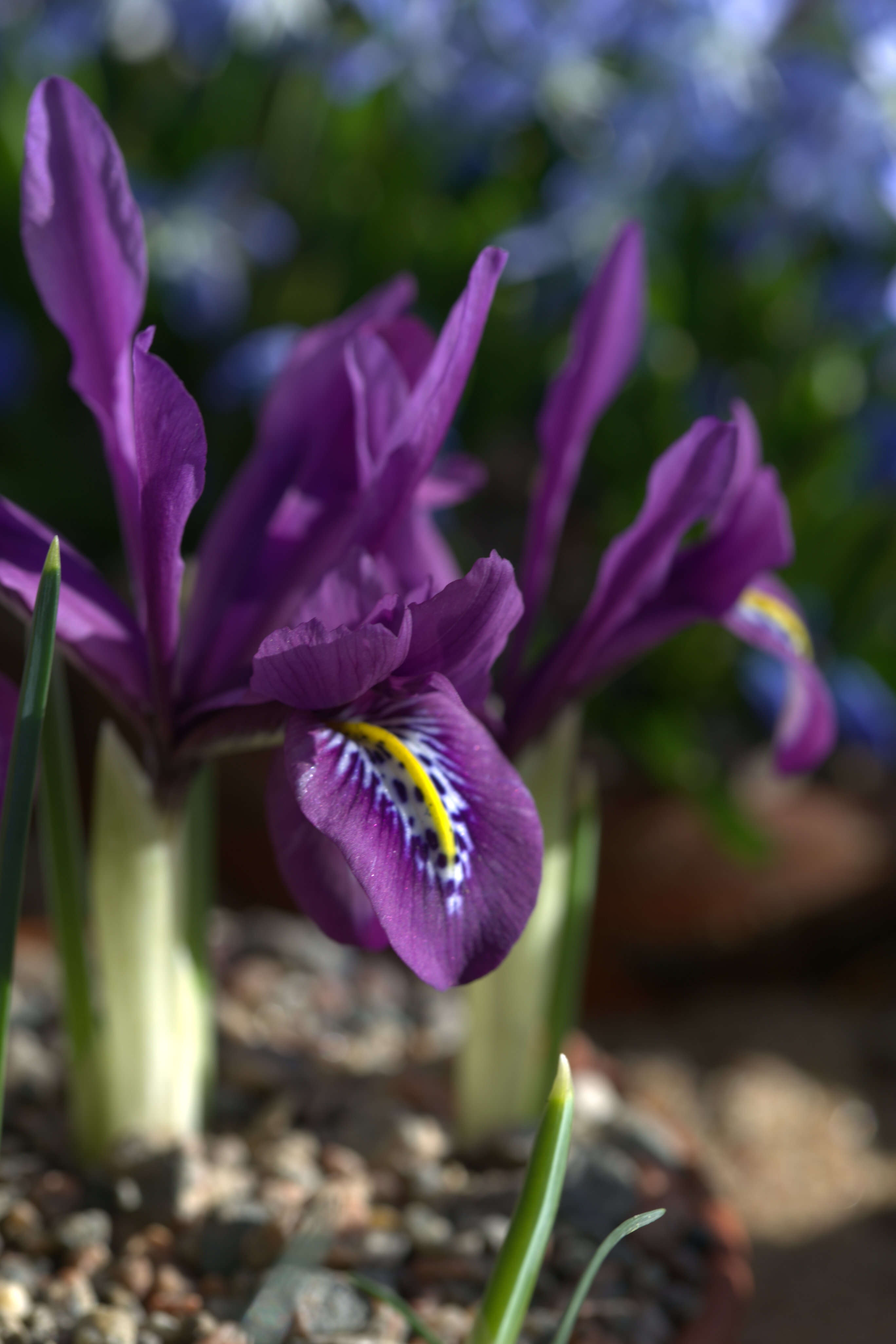 Plancia ëd Iris kolpakowskiana Regel