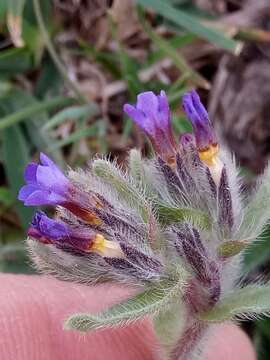 Image of alkanet