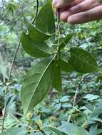 Image of Sloanea sinensis (Hance) Hemsl.