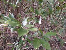 Image of Photinia arguta Wall. ex Lindl.