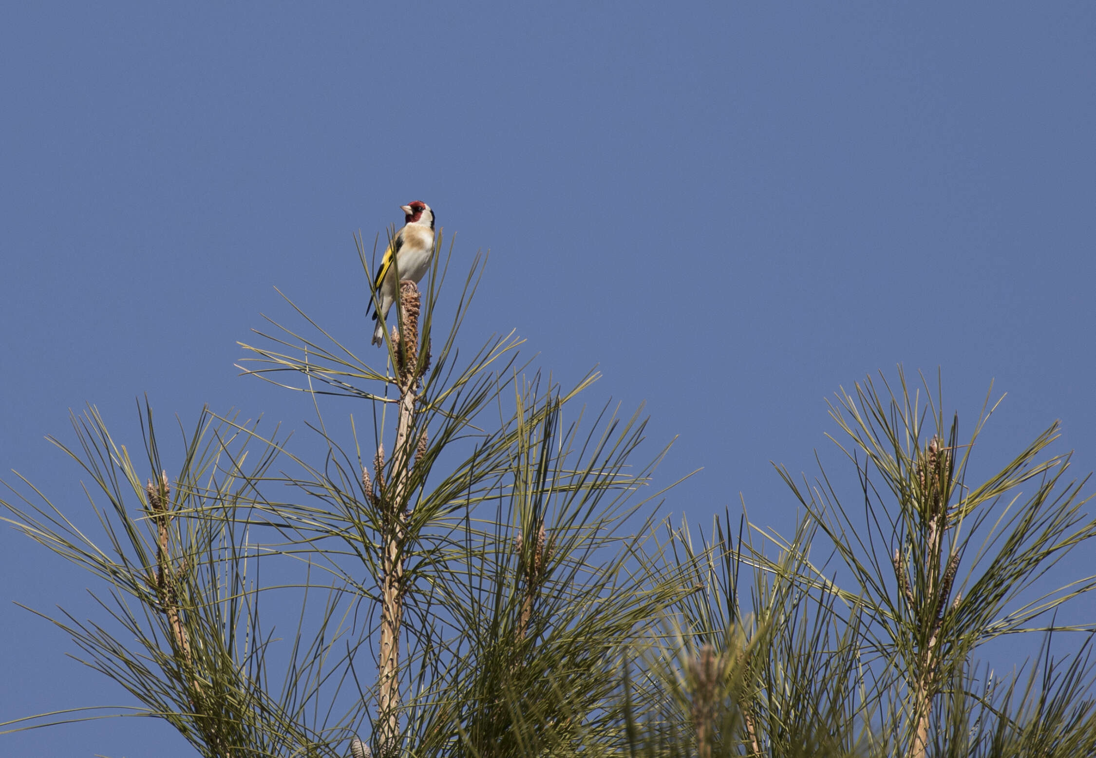 Image of European Goldfinch