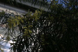 Imagem de Acacia longifolia (Andrews) Willd.