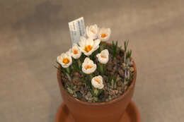 Image of Sieber's crocus