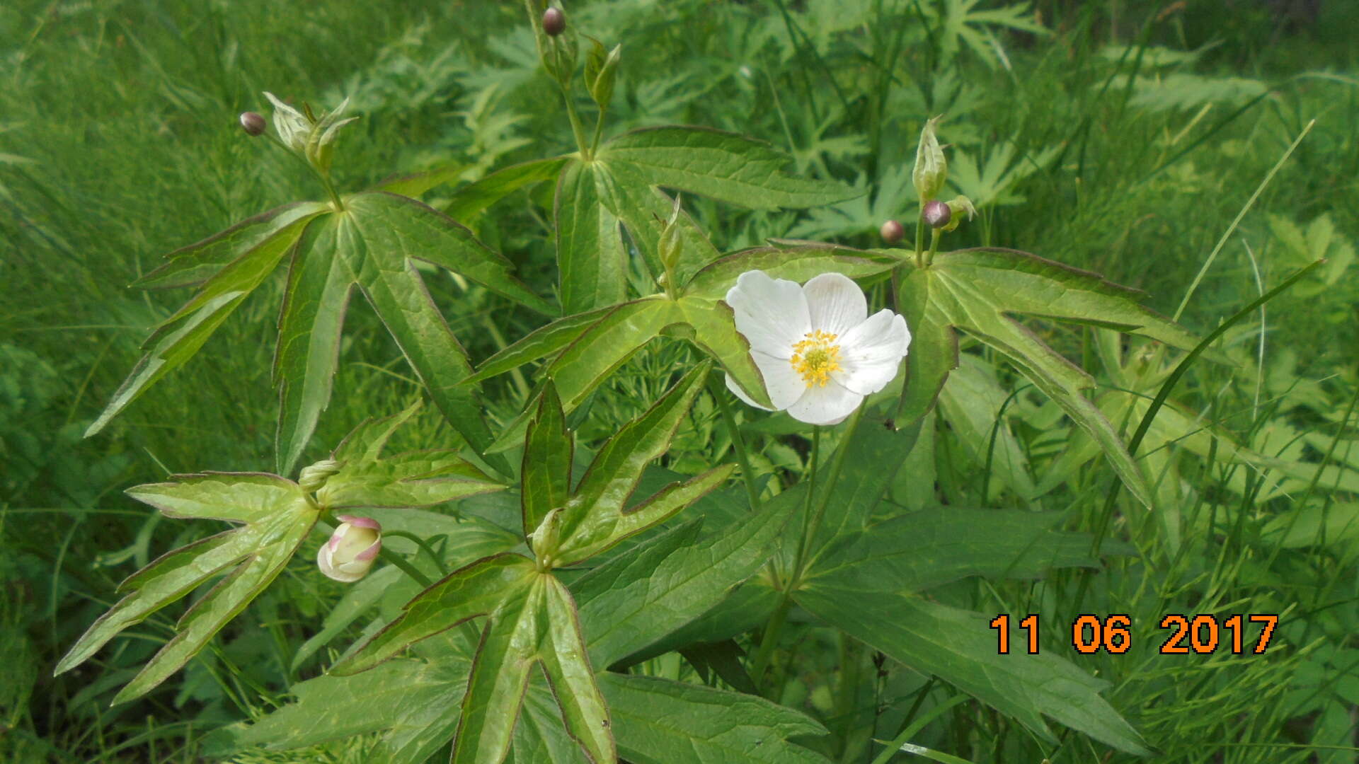 Anemone sylvestris subsp. sylvestris的圖片