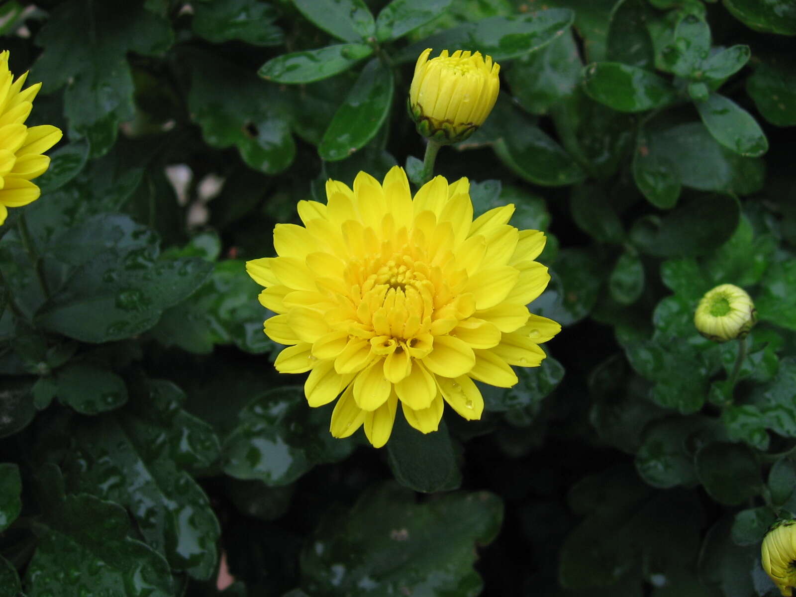 Sivun Chrysanthemum morifolium Ramat. kuva