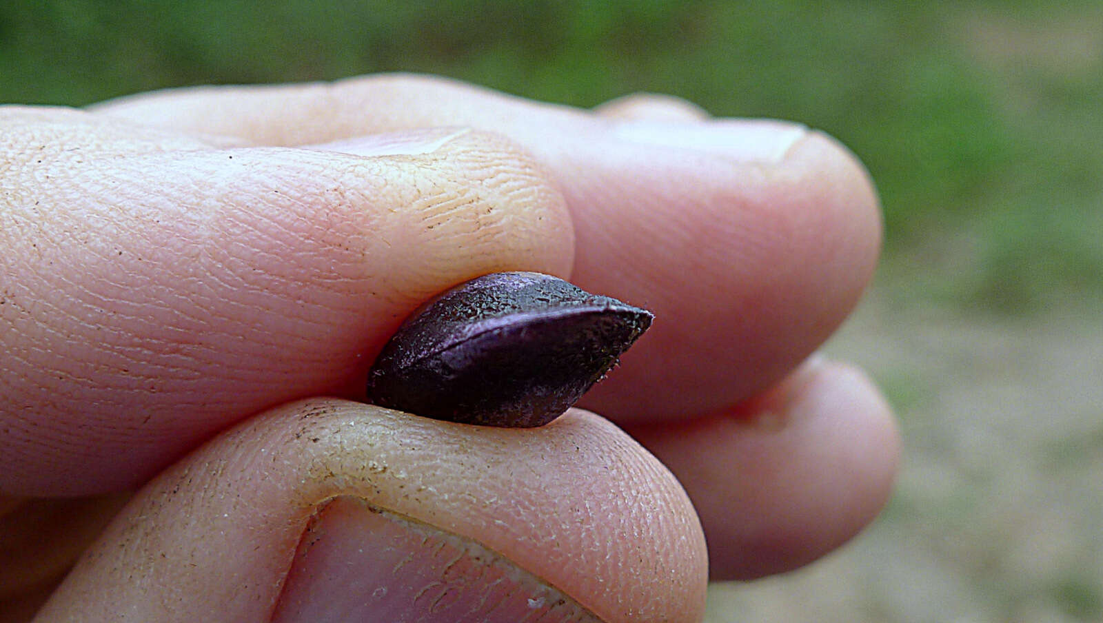 Image of Mendoncia velloziana (C. Martius) Nees