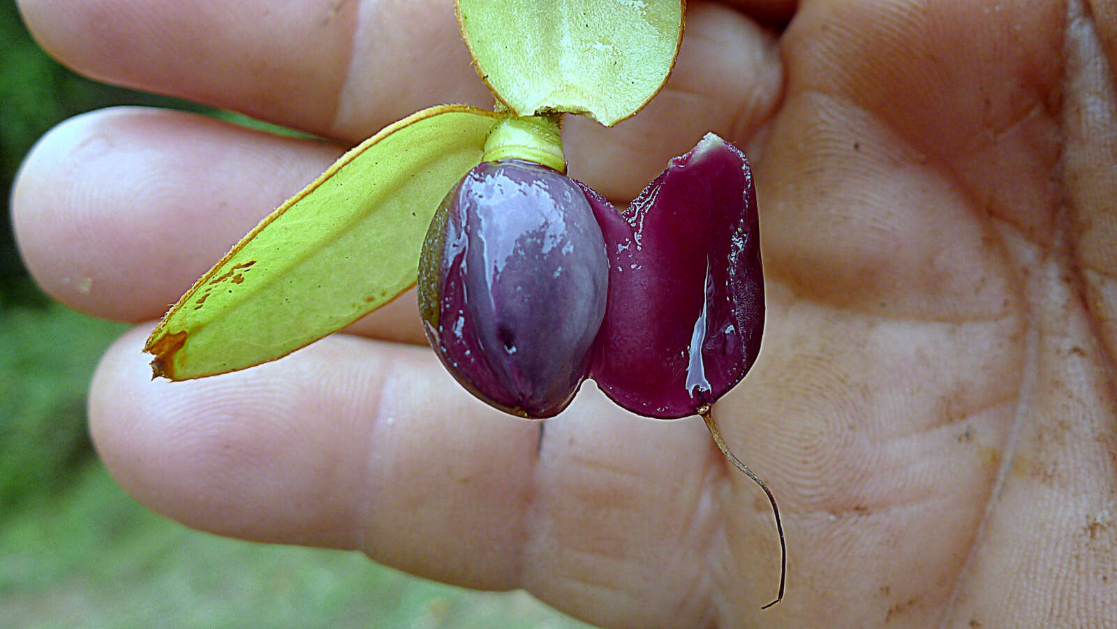 Image of Mendoncia velloziana (C. Martius) Nees