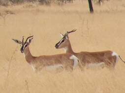 Image of Gazelle de Soemmerring