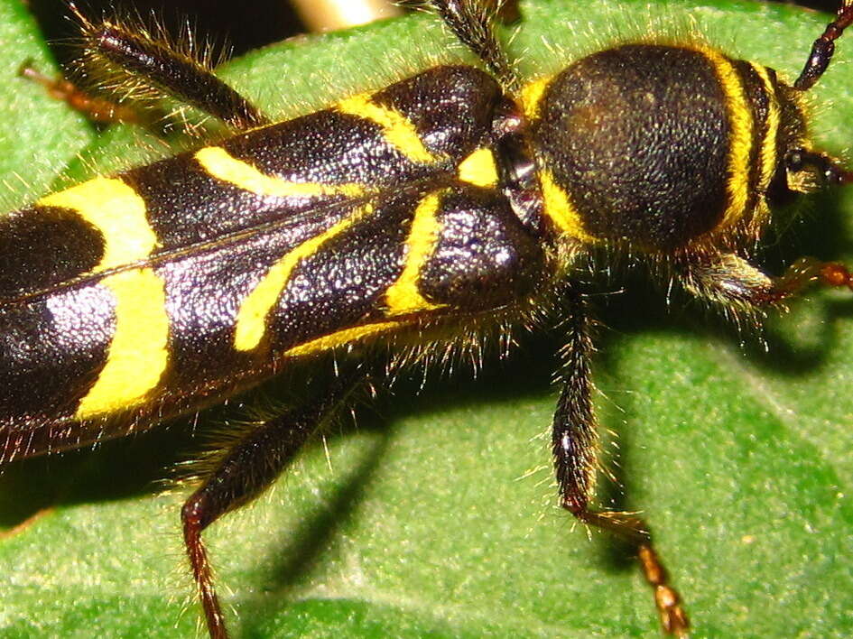 Image of Cyrtoclytus capra (Germar 1824)