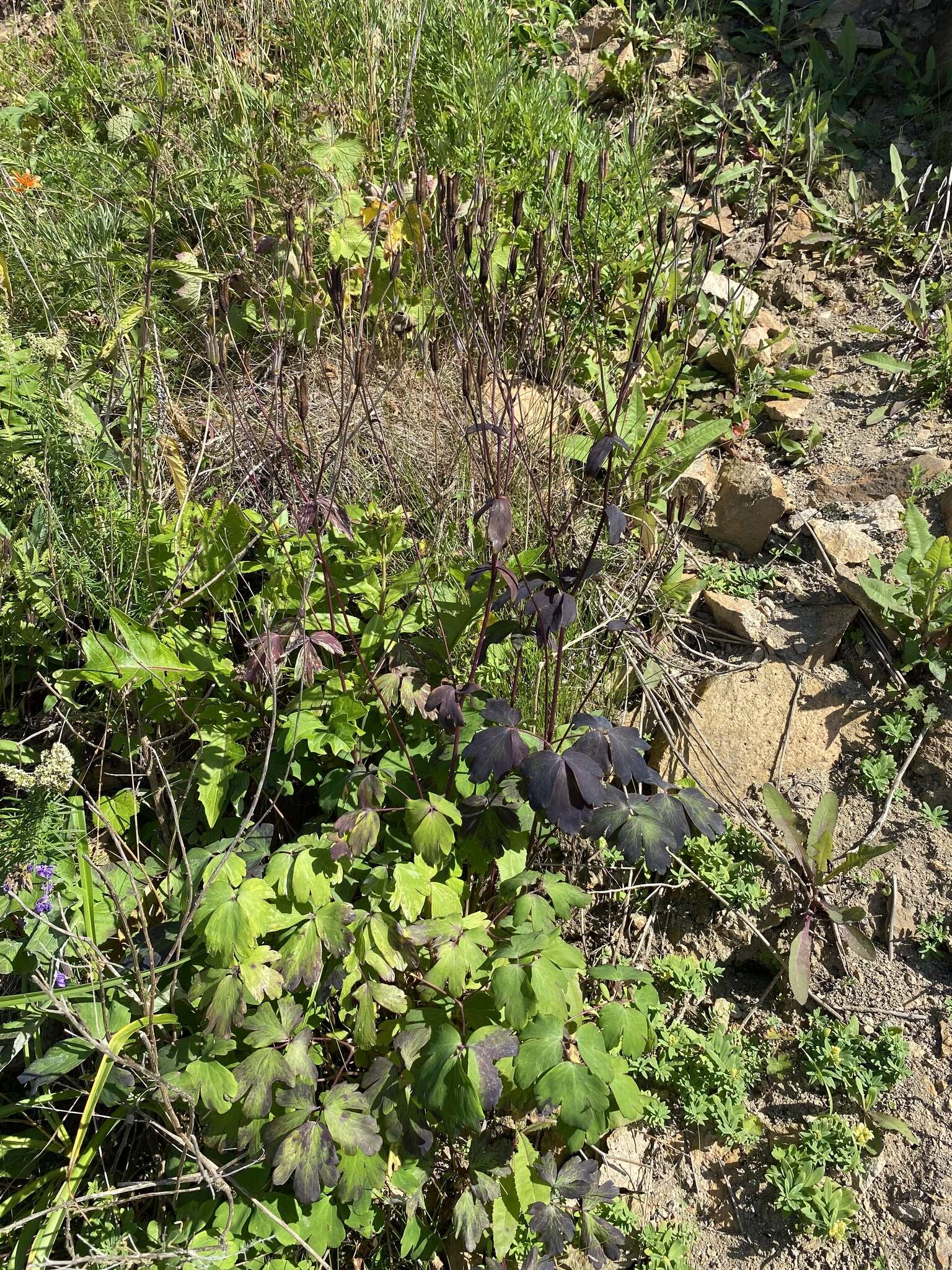 Image of Aquilegia oxysepala Trautv. & C. A. Mey.