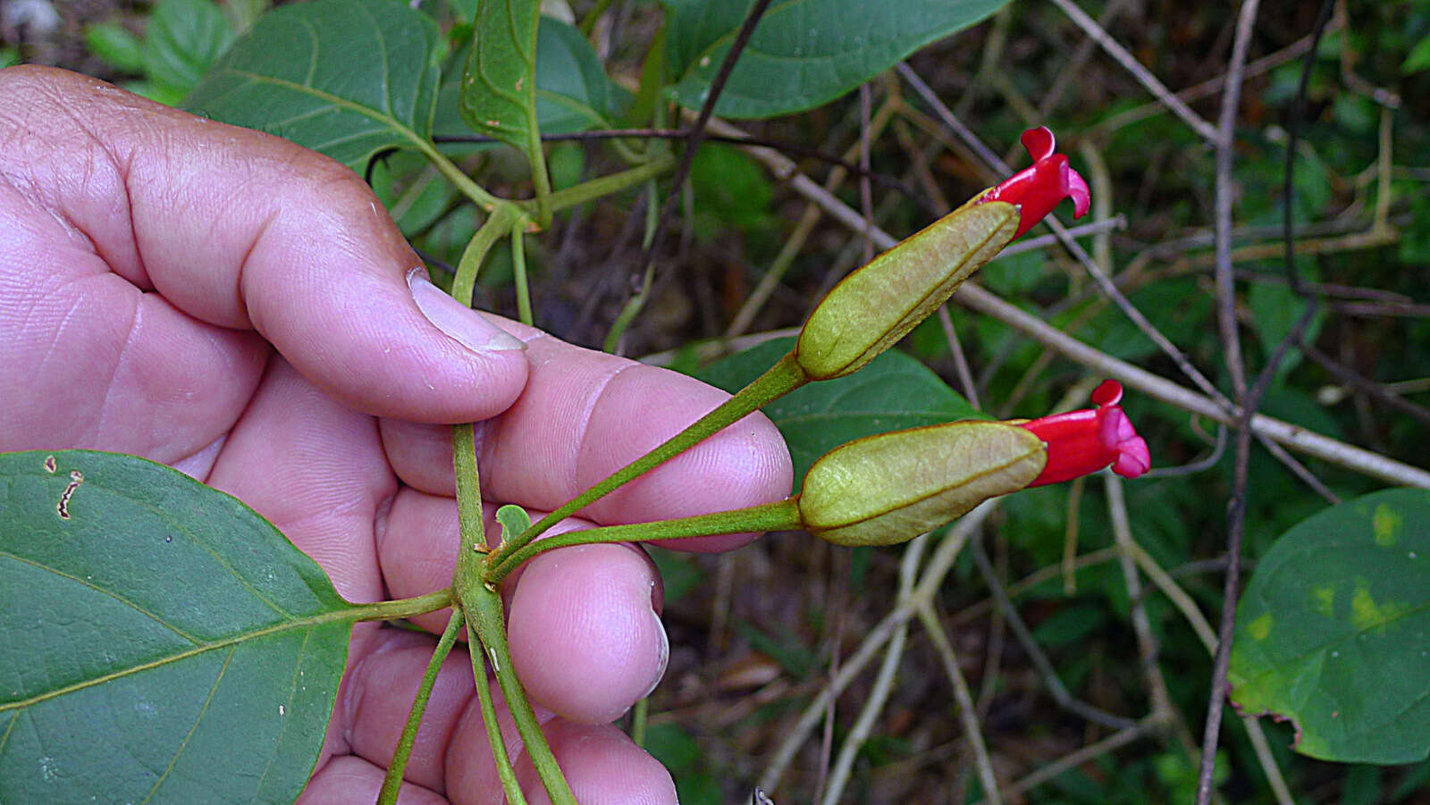 Image of Mendoncia velloziana (C. Martius) Nees