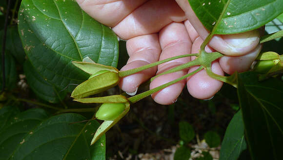 Image of Mendoncia velloziana (C. Martius) Nees