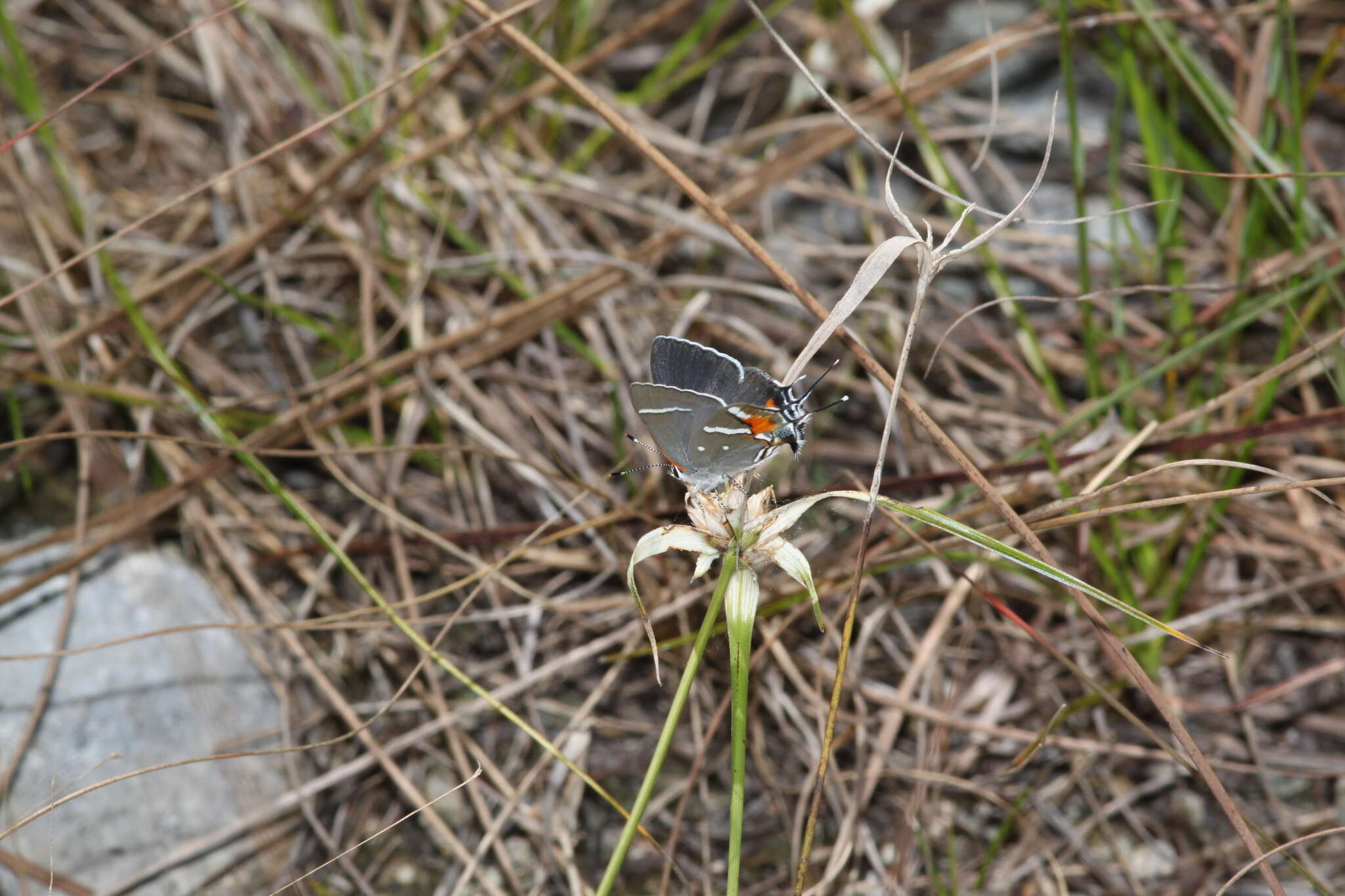 Image of Bartram's hairstreak Butterfly