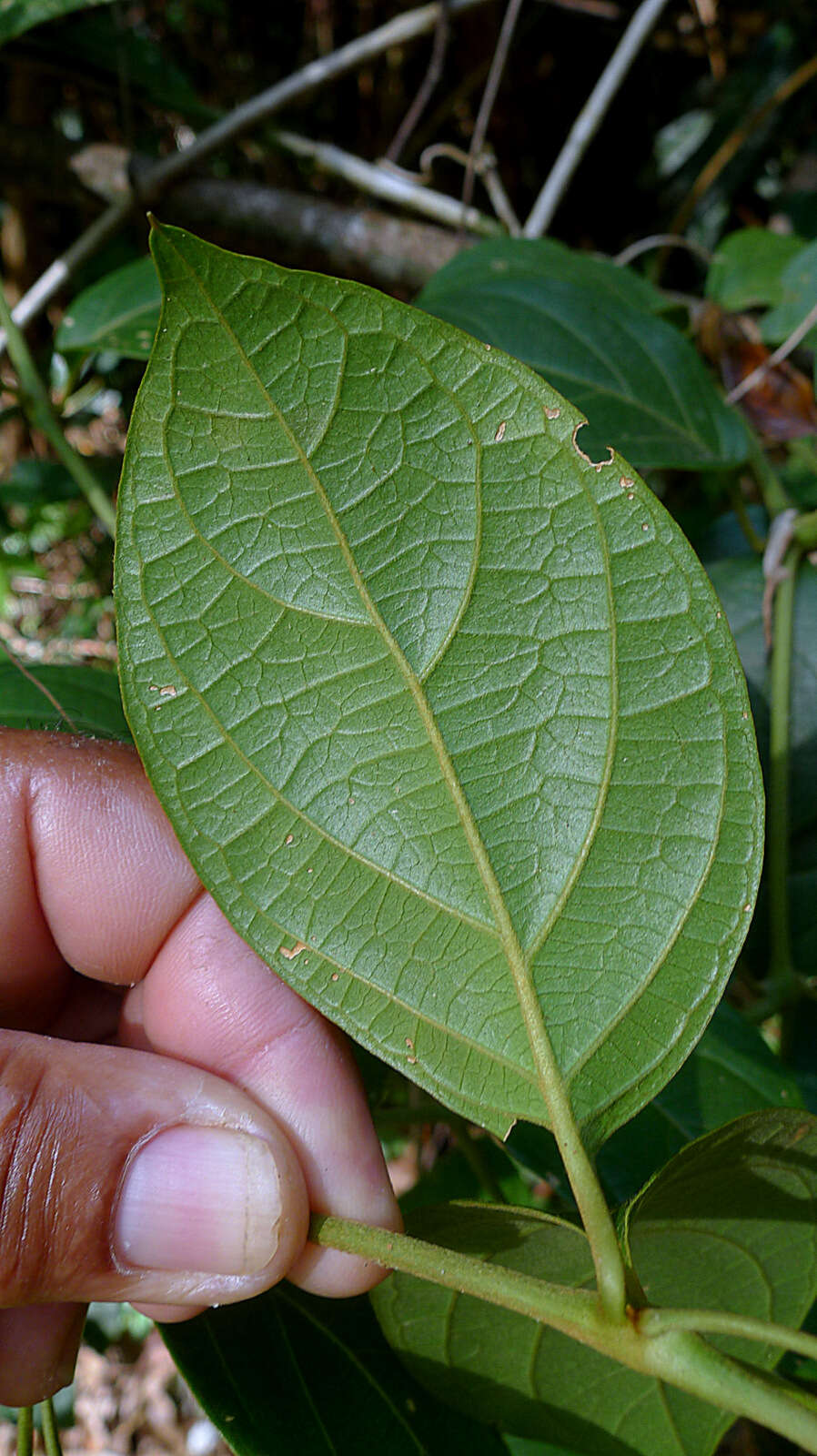 Image of Mendoncia velloziana (C. Martius) Nees