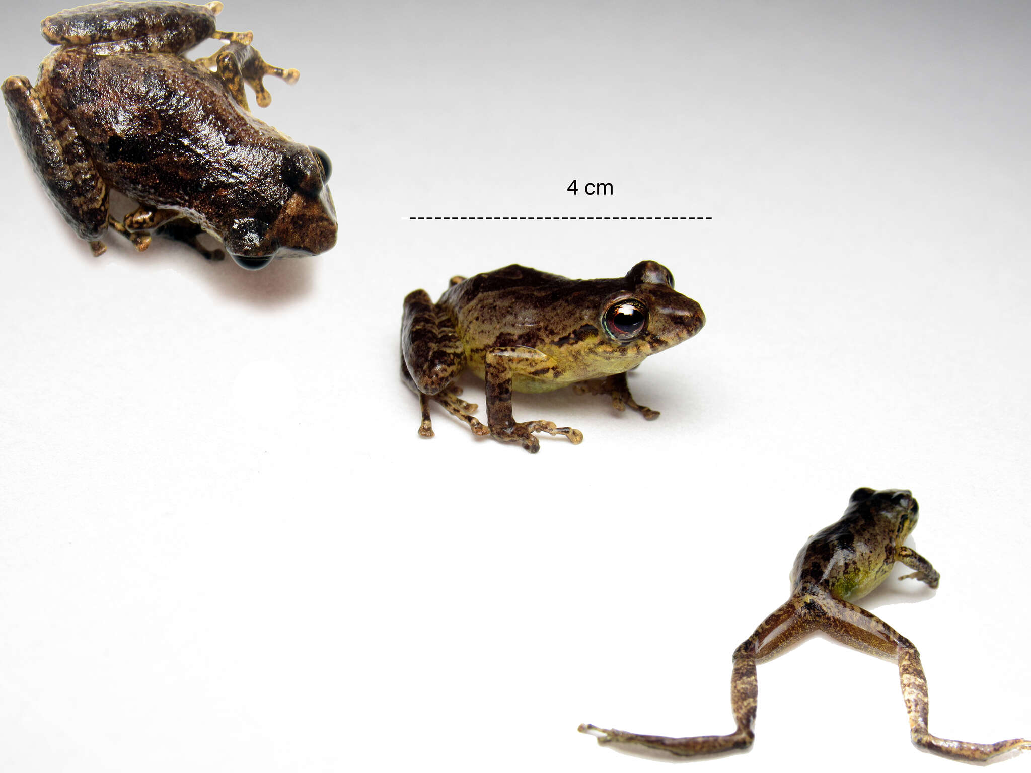 Image of Banded Robber Frog