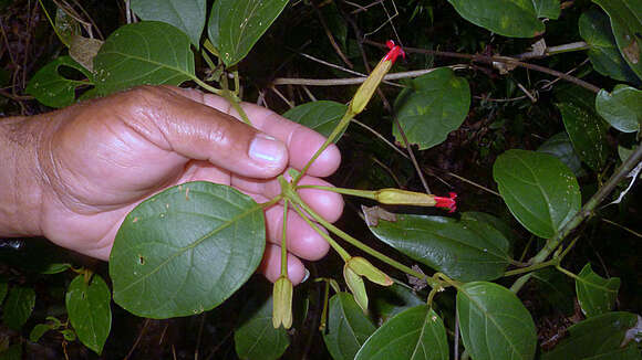 Image of Mendoncia velloziana (C. Martius) Nees