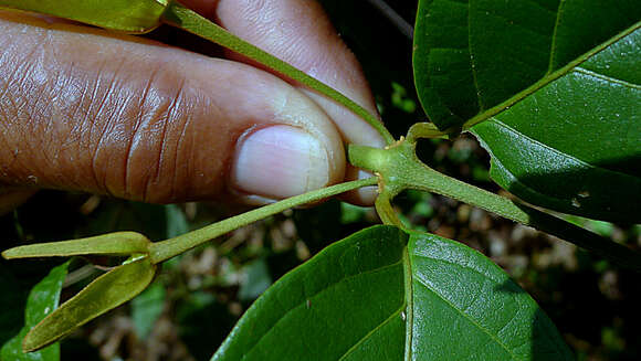 Image of Mendoncia velloziana (C. Martius) Nees