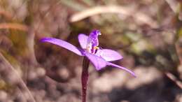 Image of Small waxlip orchid