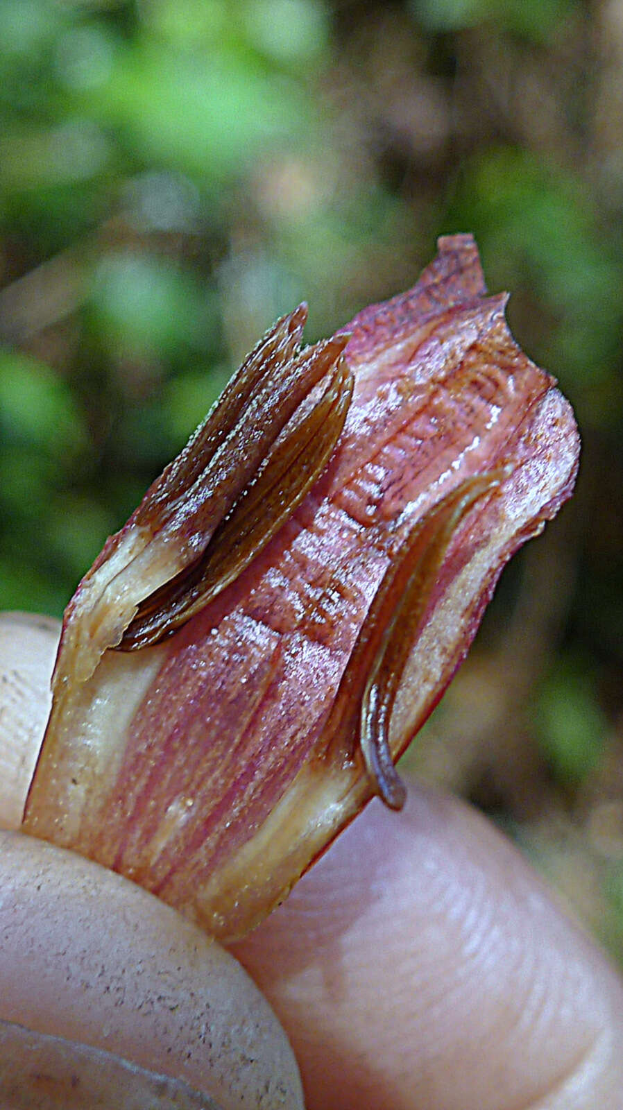 Image of Mendoncia velloziana (C. Martius) Nees