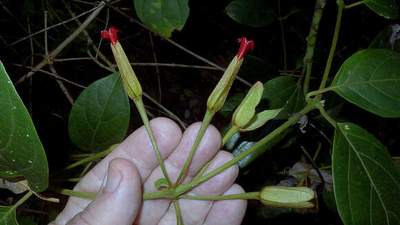 Image of Mendoncia velloziana (C. Martius) Nees