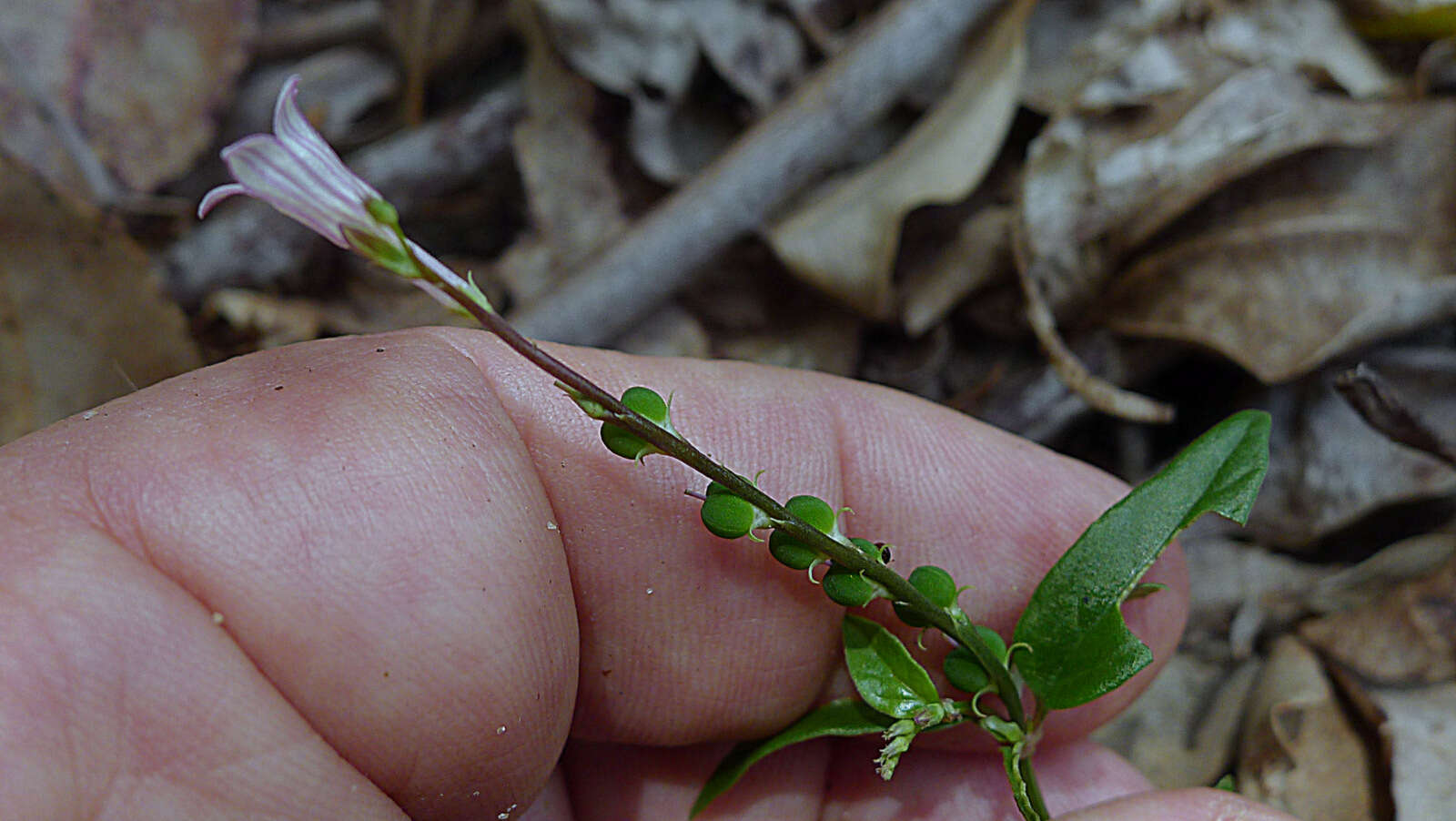 Plancia ëd Spigelia