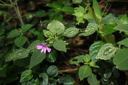 Image of Impatiens pseudoviola Gilg