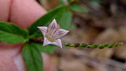 Plancia ëd Spigelia