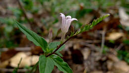 Plancia ëd Spigelia