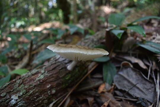 Image of Oudemansiella cubensis (Berk. & M. A. Curtis) R. H. Petersen 2010