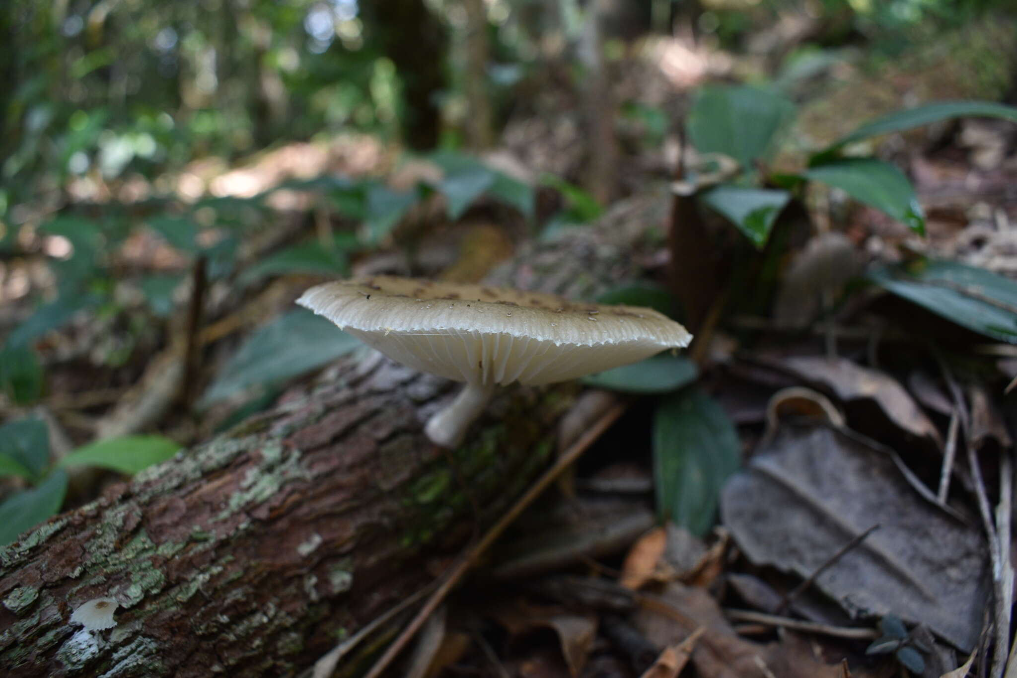 Oudemansiella cubensis (Berk. & M. A. Curtis) R. H. Petersen 2010 resmi