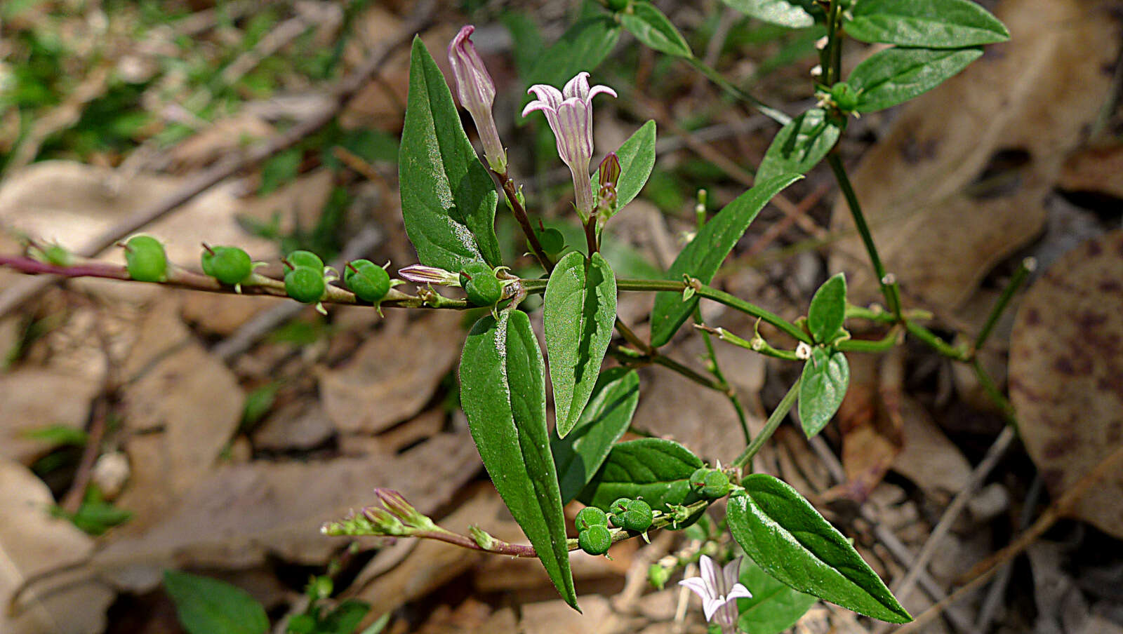 Plancia ëd Spigelia