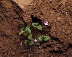 Erythranthe inconspicua (A. Gray) G. L. Nesom resmi