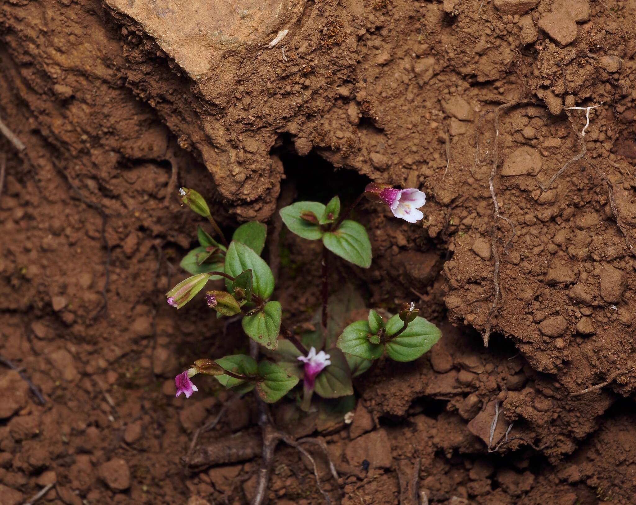 Erythranthe inconspicua (A. Gray) G. L. Nesom resmi