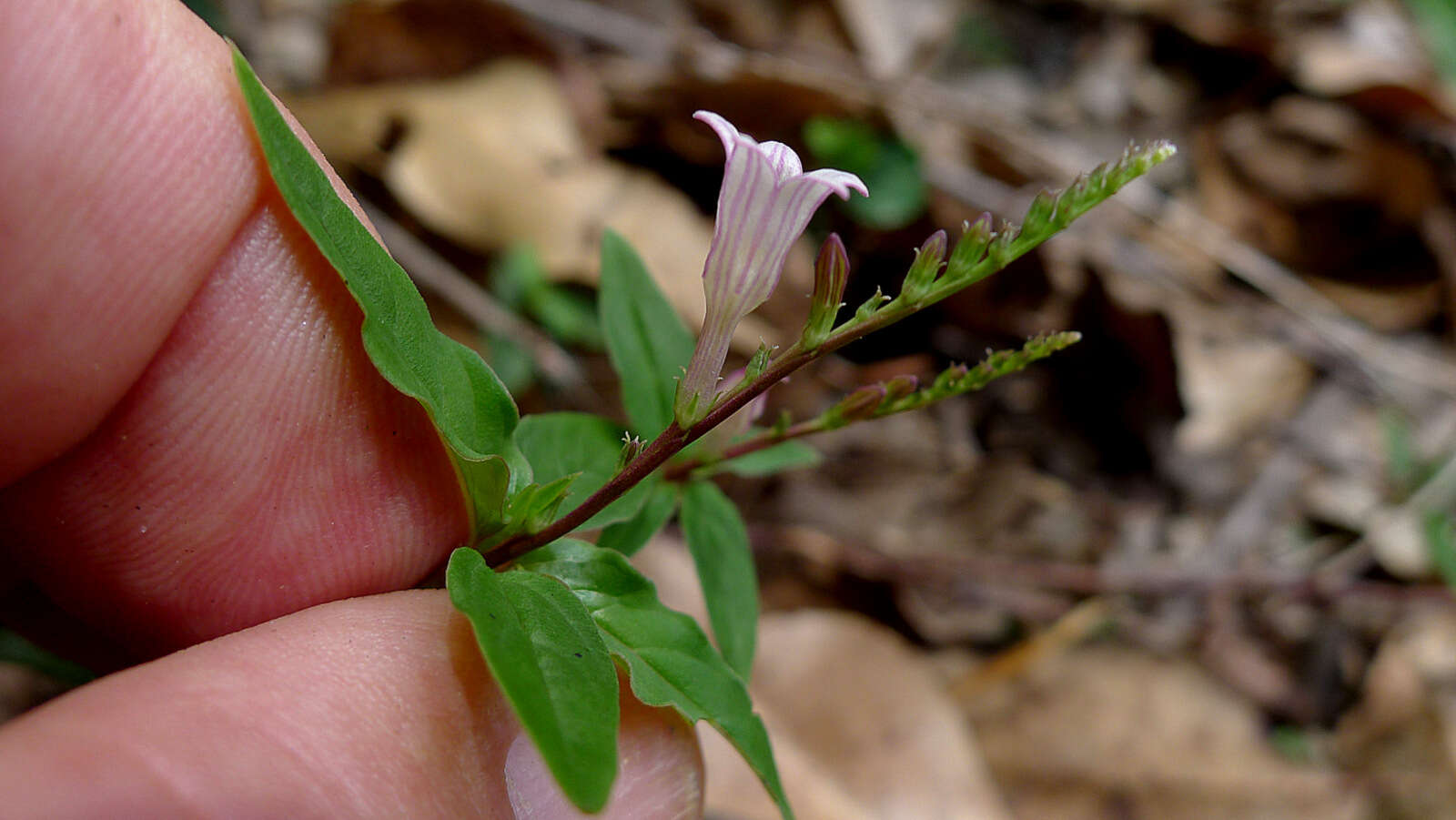 Plancia ëd Spigelia