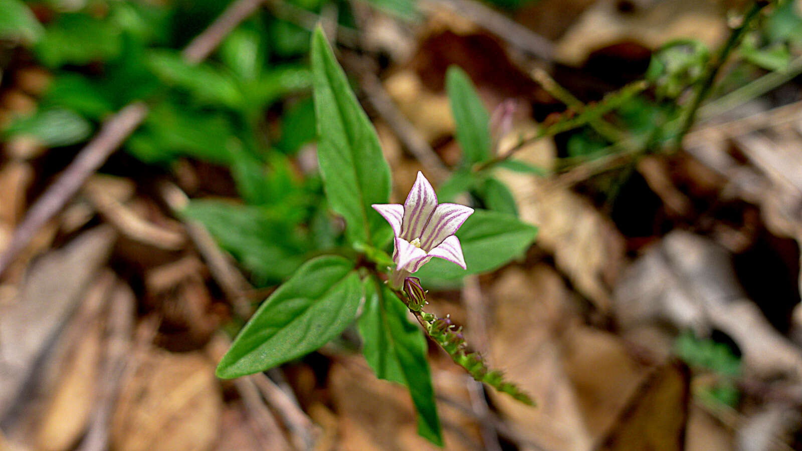 Plancia ëd Spigelia