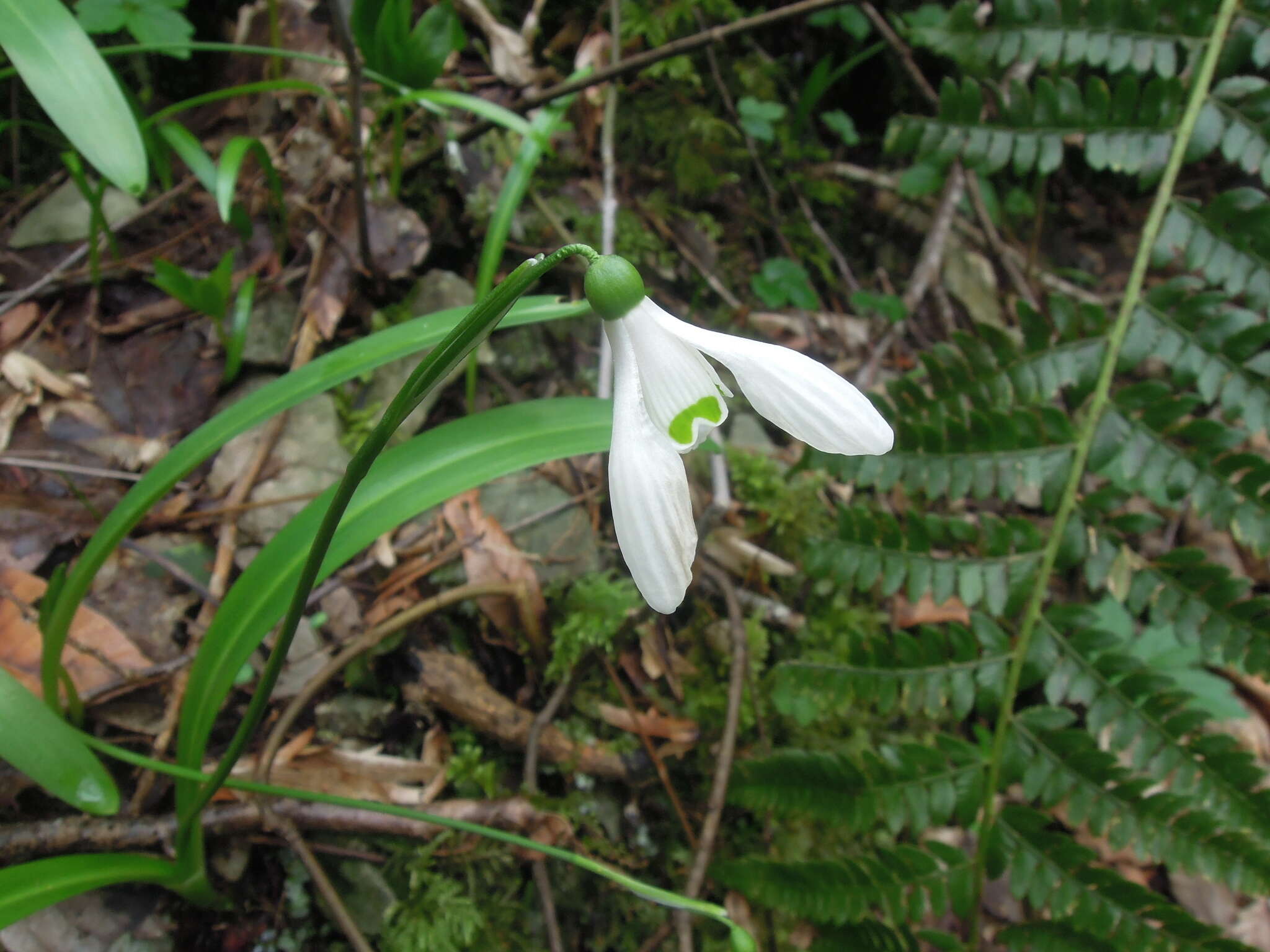 Image de Galanthus woronowii Losinsk.