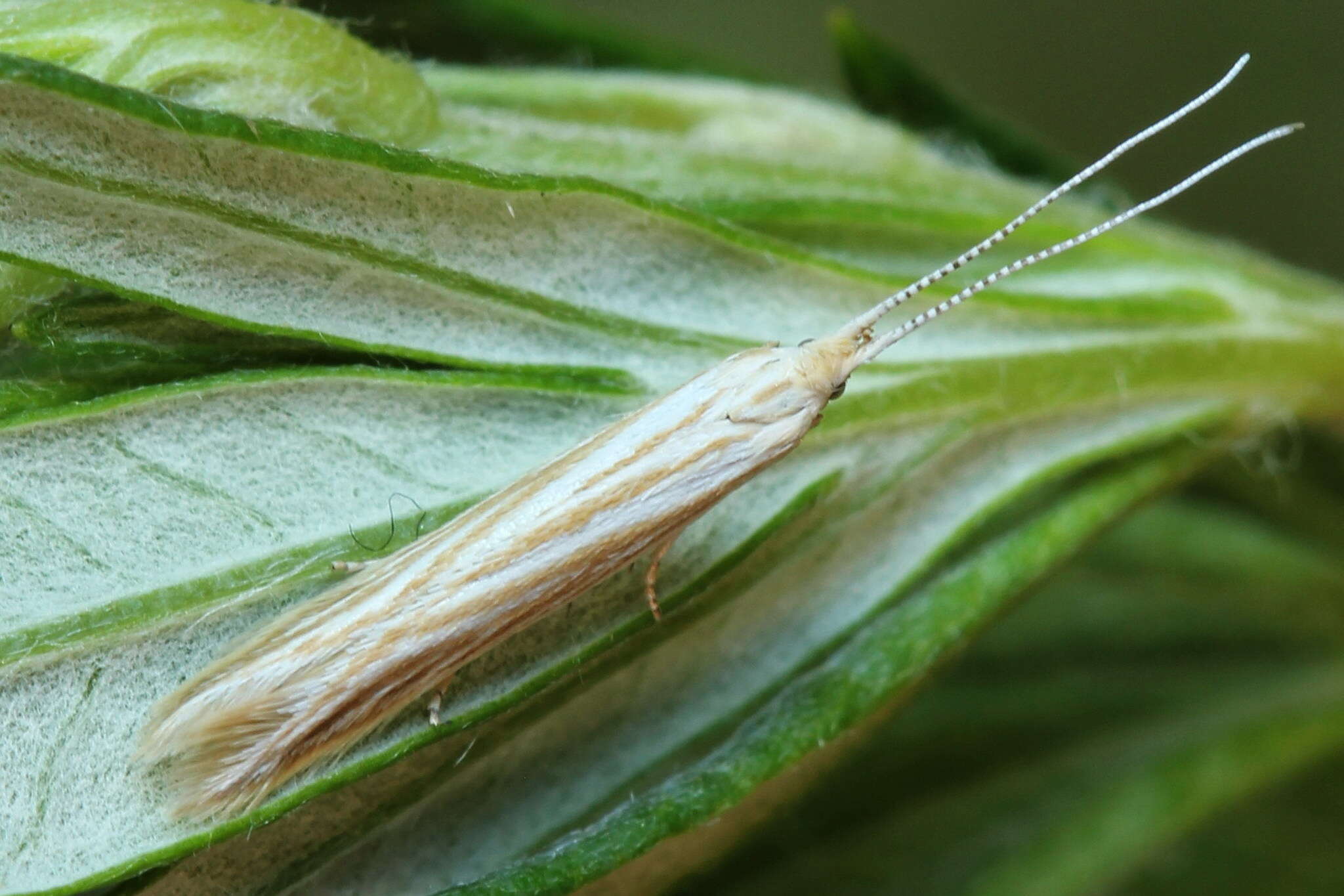 Imagem de Coleophora trochilella Duponchel 1842