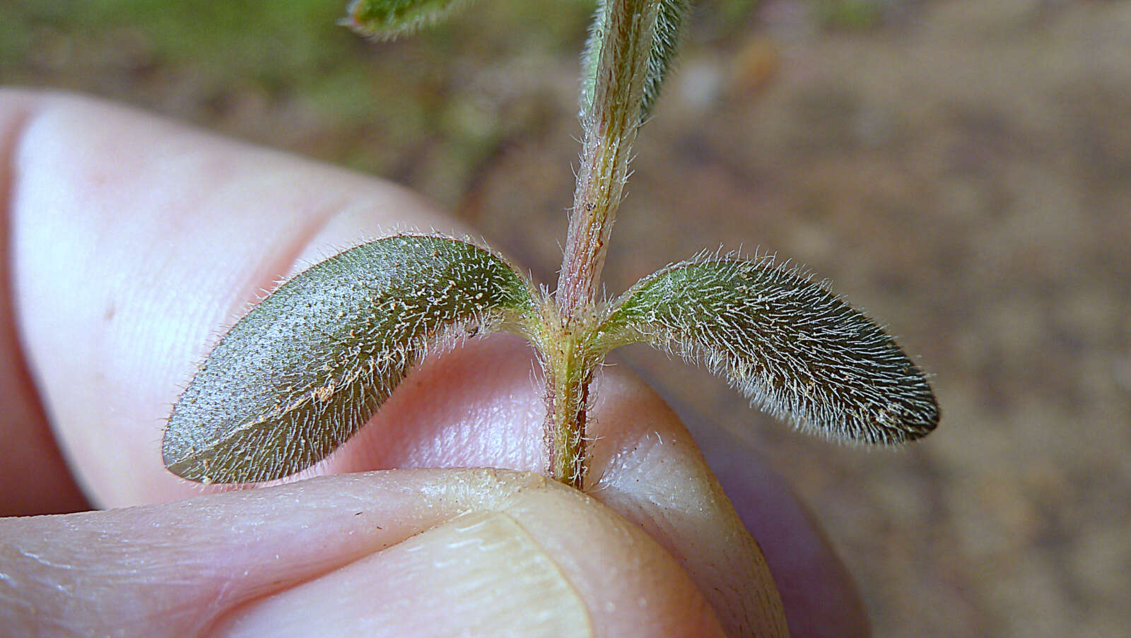 صورة Alternanthera ficoidea (L.) R. Br.