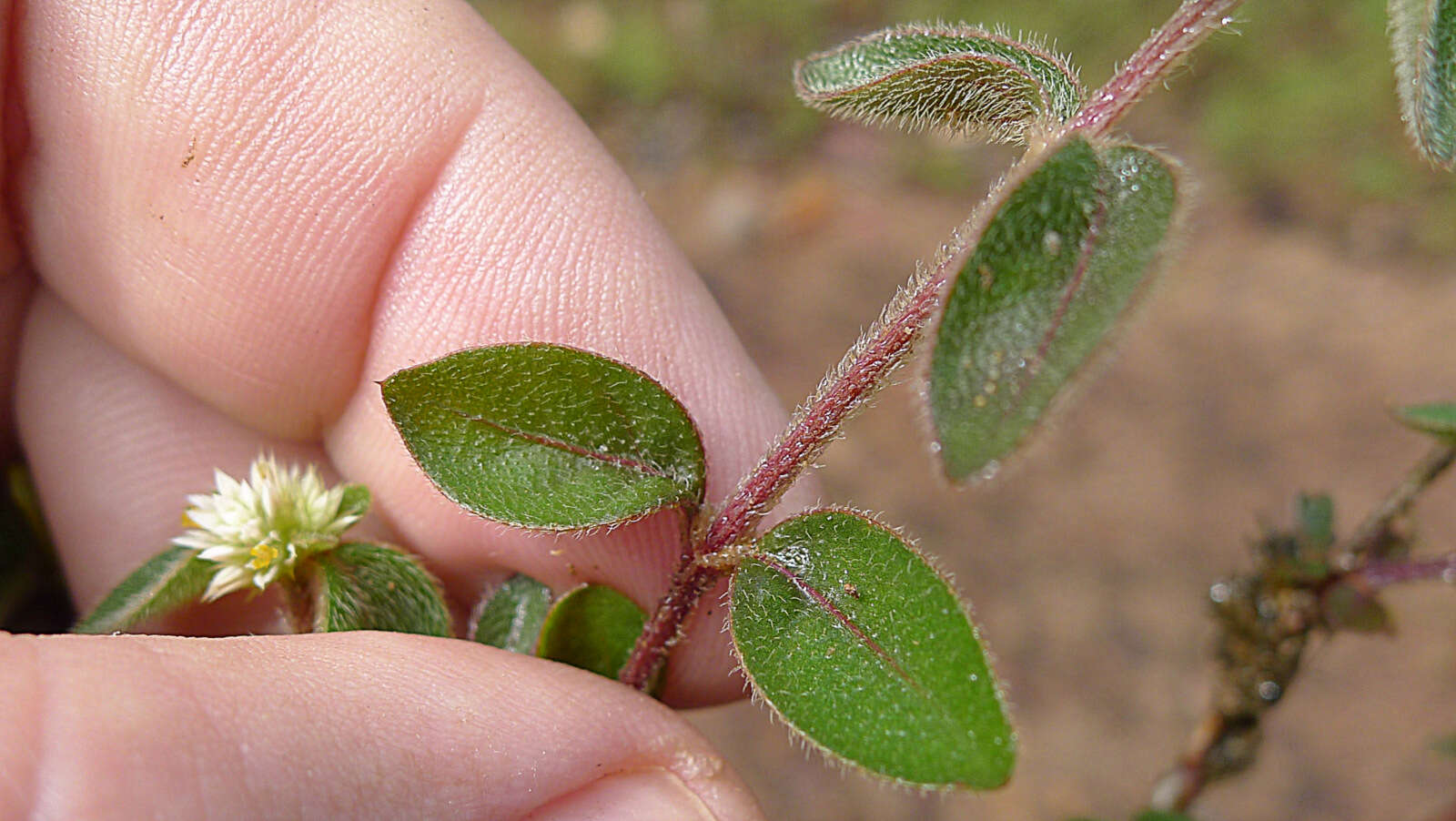 صورة Alternanthera ficoidea (L.) R. Br.