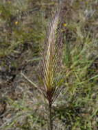 صورة Hordeum californicum Covas & Stebbins