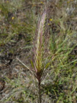 Image of California barley