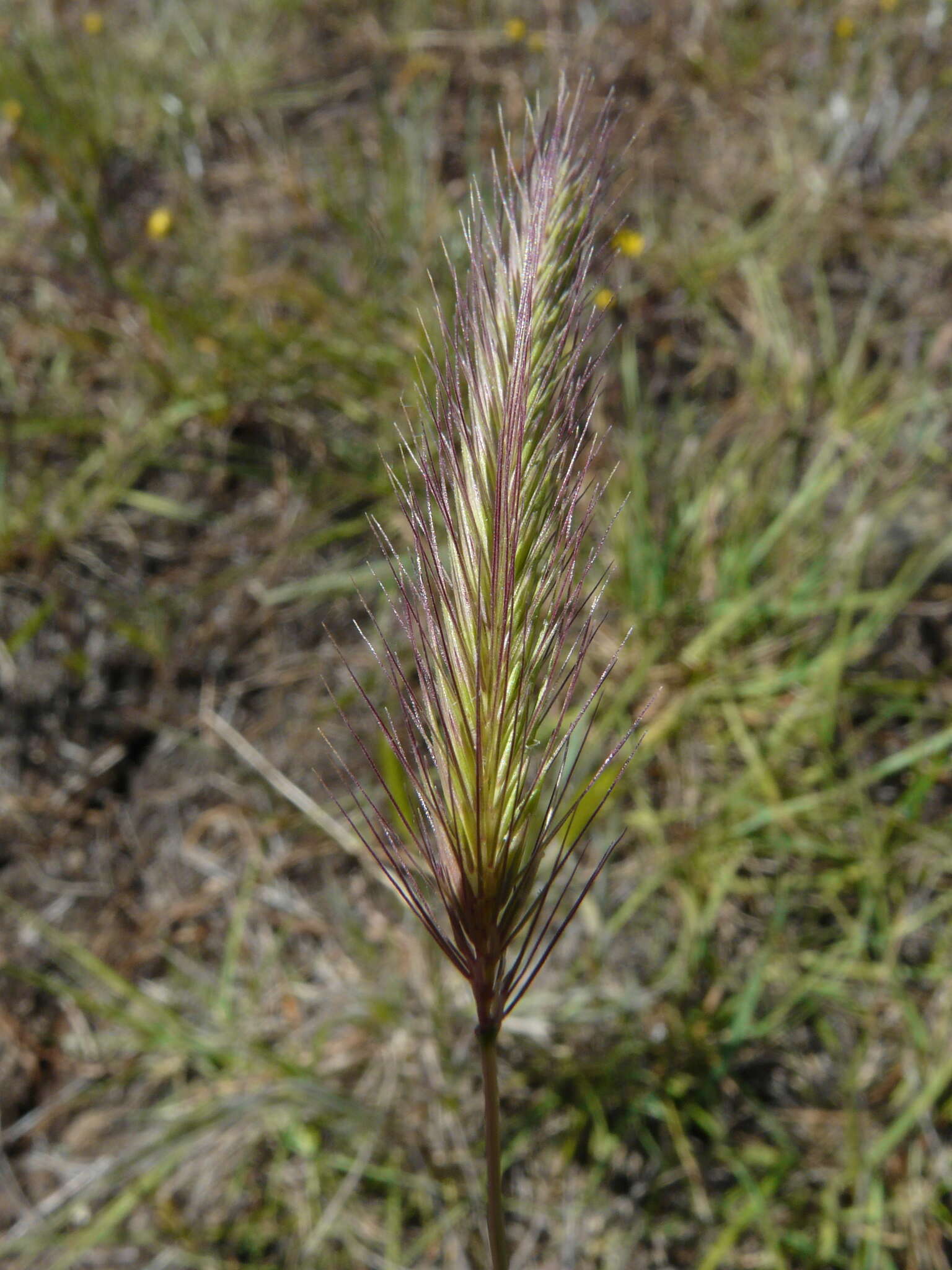 صورة Hordeum californicum Covas & Stebbins