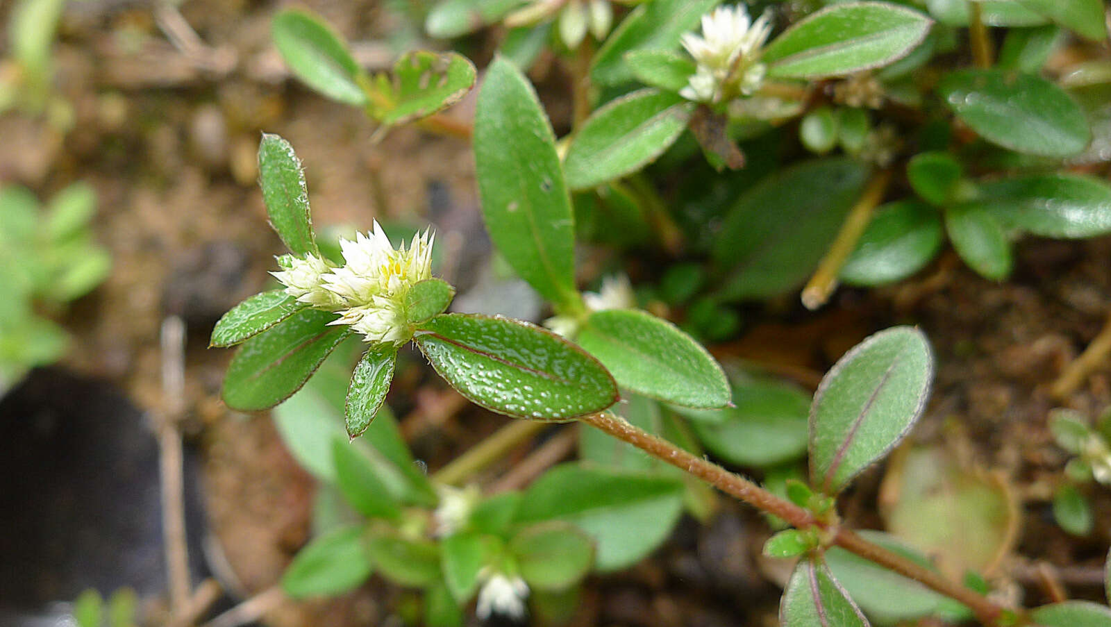 صورة Alternanthera ficoidea (L.) R. Br.