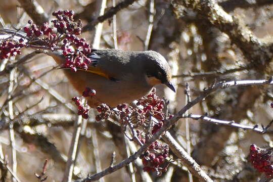 Image of Variegated Laughingthrush