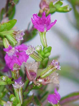 Слика од Cuphea hyssopifolia Kunth