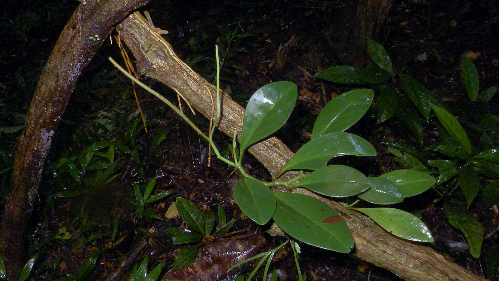 Peperomia obtusifolia (L.) A. Dietr. resmi